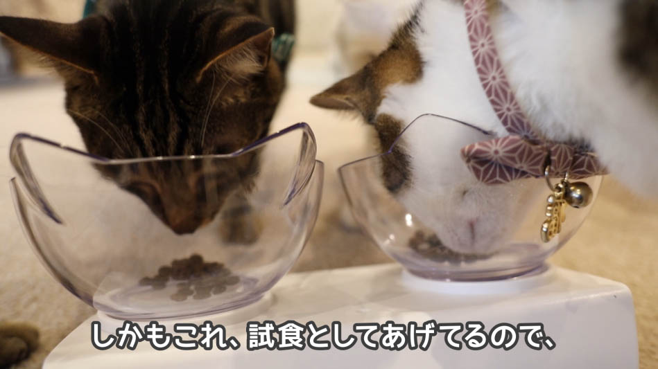 猫たちも大興奮!グランツキャットフードの動画で徹底レビュー - ね